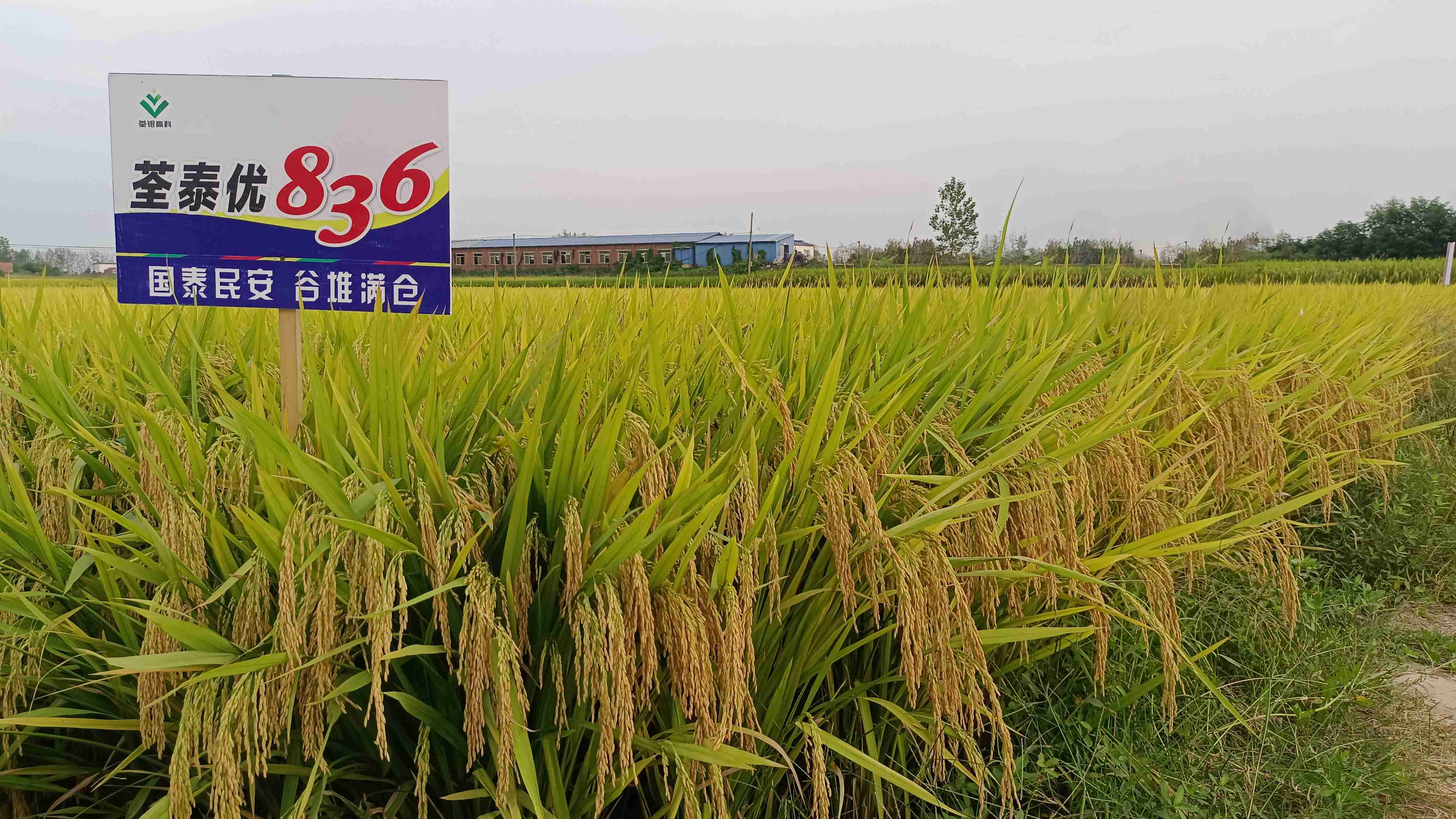 荃泰優(yōu)836-1.jpg 荃泰優(yōu)836-1.jpg